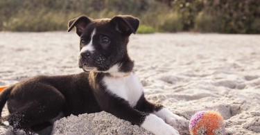 hundeforsikring