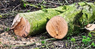 træbeskæring priser